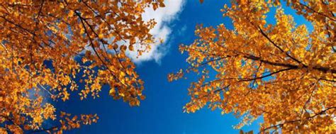美丽的秋天作文200字 美丽的秋天作文200字范文_知秀网