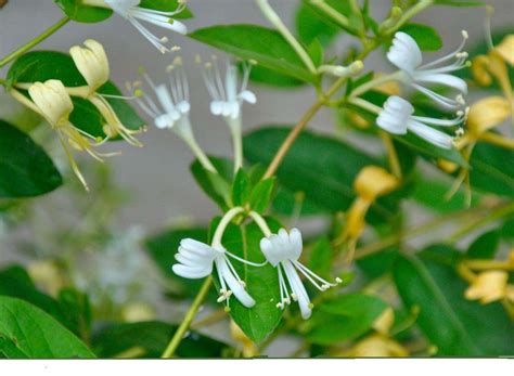 【山银花与金银花的区别】【图】山银花与金银花的区别有哪些 教你识别药理植物_伊秀健康|yxlady.com