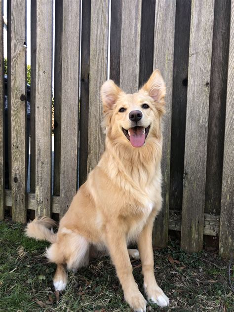 Alsatian Golden Retriever Cross