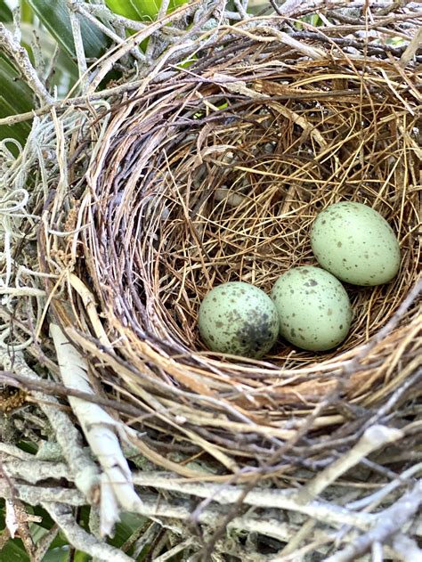 What Color Are Blue Jay Eggs