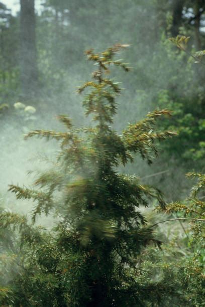 Image result for Juniper Tree Pollen Exploding