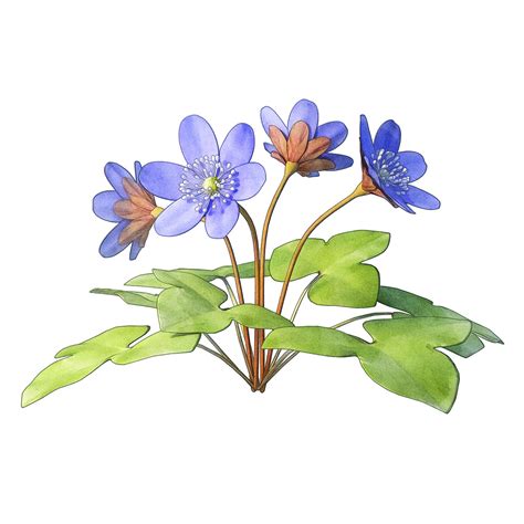 Image result for Swedish Spring