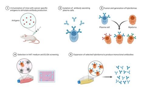 Monoclonal Antibodies Production | BioRender Science Templates