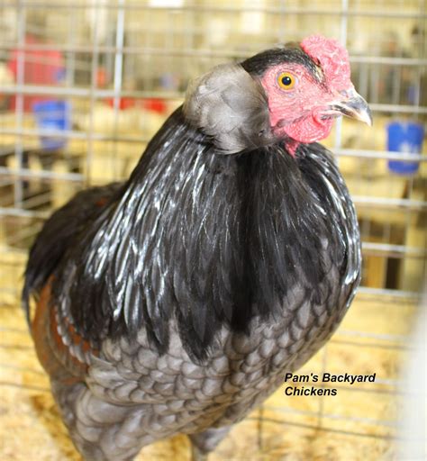 Pam's Backyard Chickens: Chicken Breeds That Lay Blue or Green Eggs