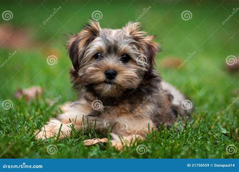 Yorkshire Terrier Mix With Shih Tzu The Shorkie Is A Delightful Mix Of