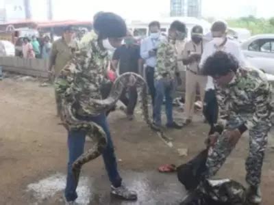 Watch: Python Rescued From Under Car In Chembur