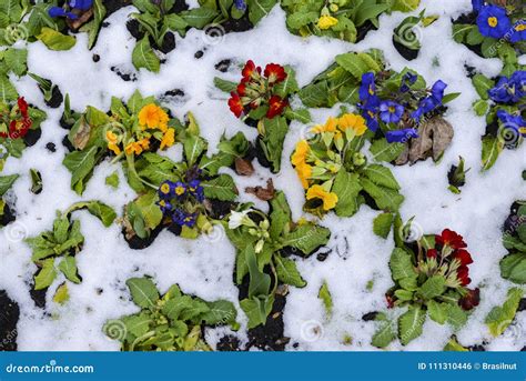 Close Up of Garden Pansies in the Snow, Waiting for Spring, Captured in ...