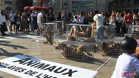 实拍：法国十多名女性“被关”笼中 抗议滥杀动物|蒙彼利埃|动物|法国_新浪新闻