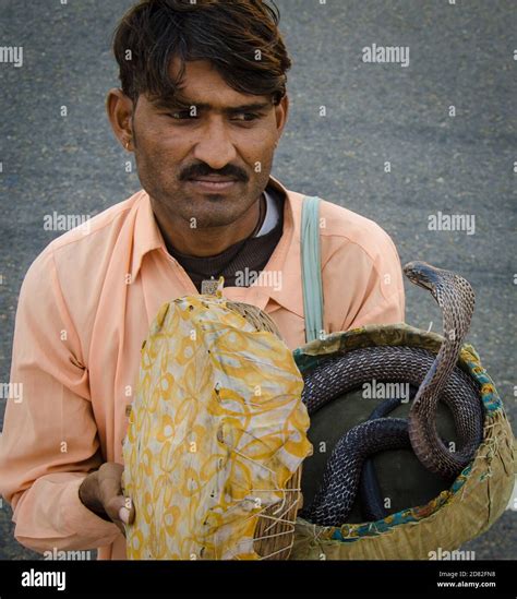 Image result for Python Snake in India