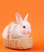 Image result for Baby Rabbit Black and White