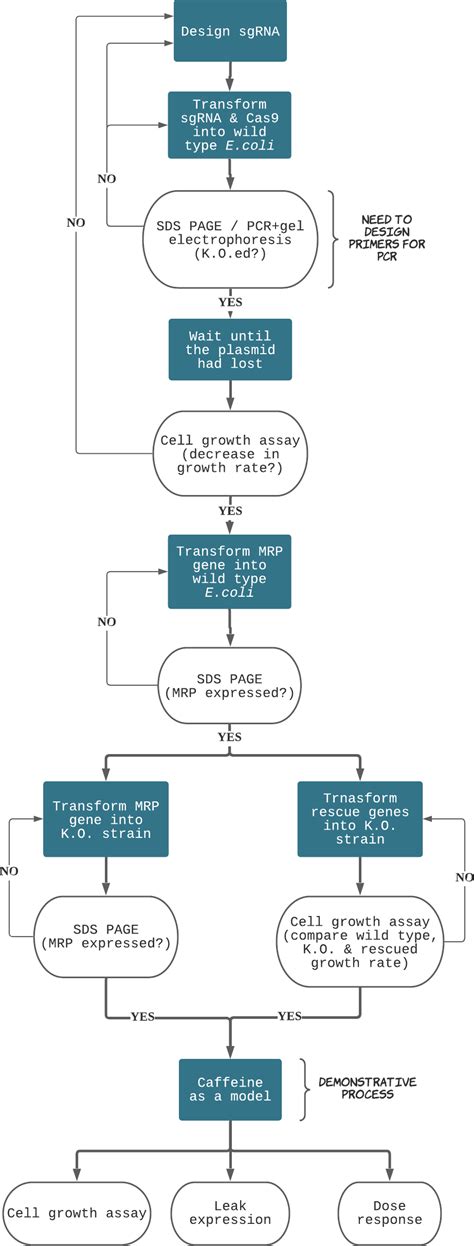 Genetic Engineering Process 的图像结果