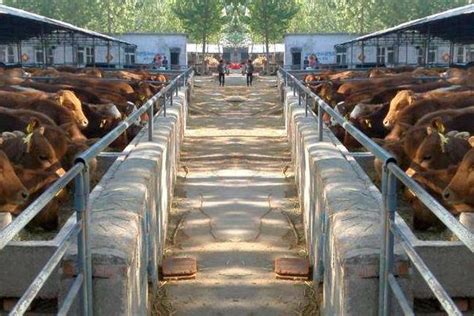 生态养牛场规划，养牛场建设规划设计 - 新农科技网