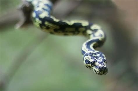 Adult Female Jungle Carpet Python 的图像结果
