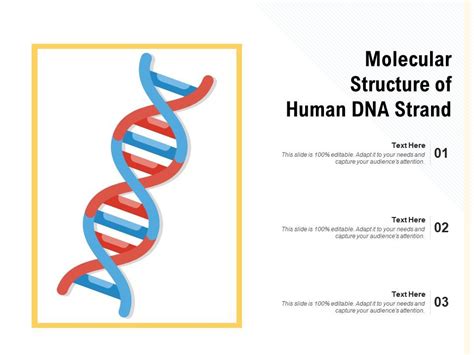 Image result for Human DNA Strand