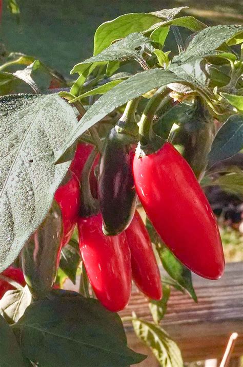Red Jalapeno Pepper