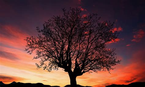Image result for JavaScript JSON to HTML