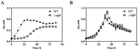 Ugd Is Involved in the Synthesis of Glycans of Glycoprotein and LPS and ...