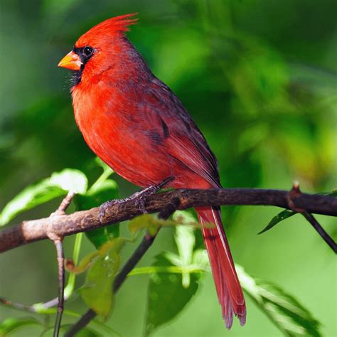 Interesting Facts About Cardinals In 2026 | Close To Nature