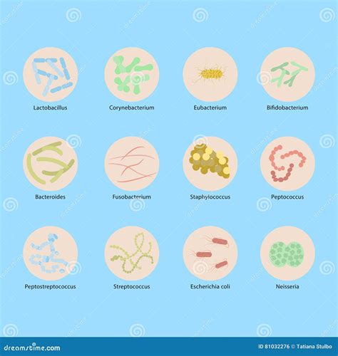 Types of Woman S Vaginal Flora Stock Vector - Illustration of gynecology, good: 81032276