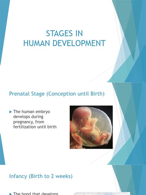 Image result for Human Development Stages Chart