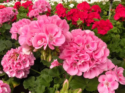 Rose Geranium Flowers at Hugo Richardson blog