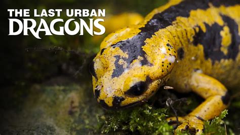 The Last Urban Dragons 2023 Full Movie Online - Watch HD Movies on ...