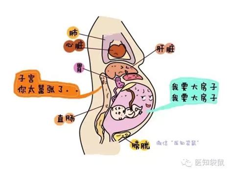 【孕妈须知】胎儿体重与孕周对照表