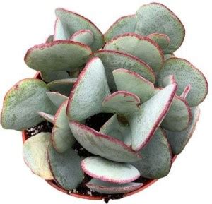 NurseryNature Puplet Plant Price in India - Buy NurseryNature Puplet ...