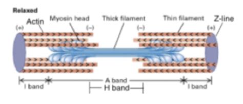 Image result for Muscle Fiber Z-Line