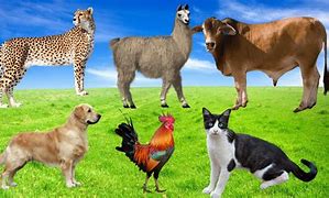 Image result for Rabbit Horse Art