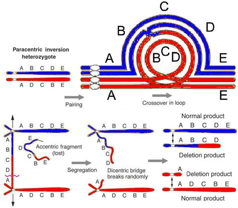 Image result for Inversion DNA