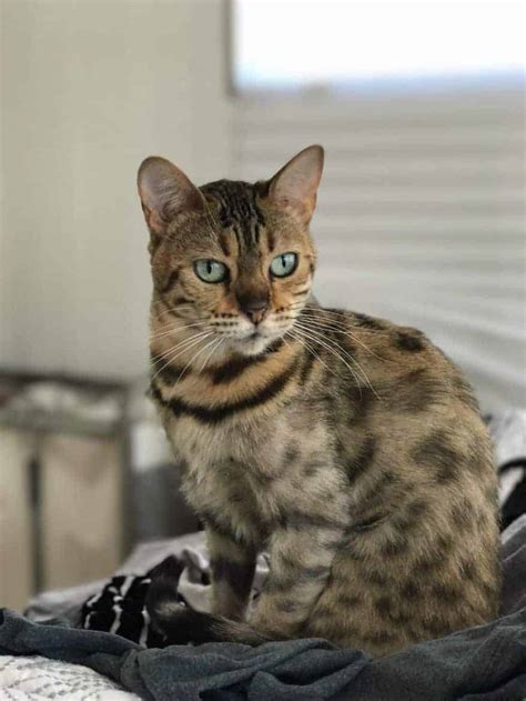 IPhone 7 Tips and Tricks 的图像结果