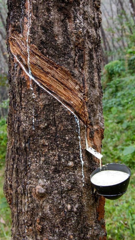 Best 13 Where Does Natural Rubber Come From? | FAQ on Natural Rubber – Artofit