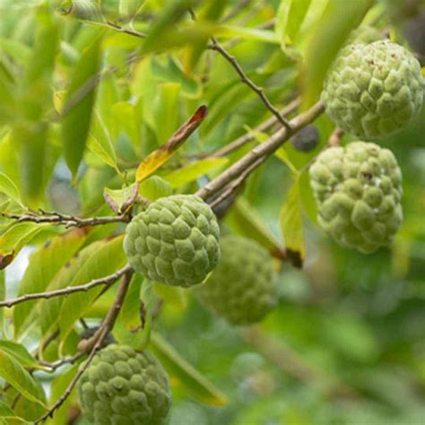 GooGreen Hybrid Custard Apple Super Green Kastart appil Annona ...