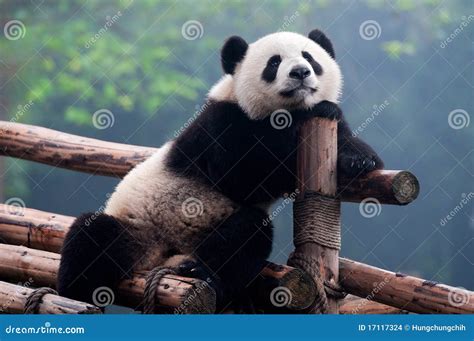 Panda Bear Stock Image | CartoonDealer.com #5272813