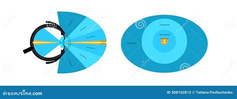 Image result for Eye Visual Field