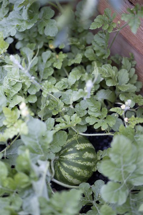 Watermelon Growing Guide Start Growing Watermelon In Raised Beds