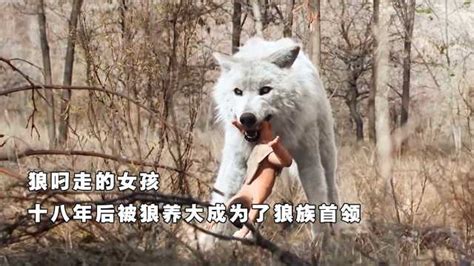 “狼女”送狼子重返狼群，看到的不是冷血无情，而是狼的重情重义_腾讯新闻
