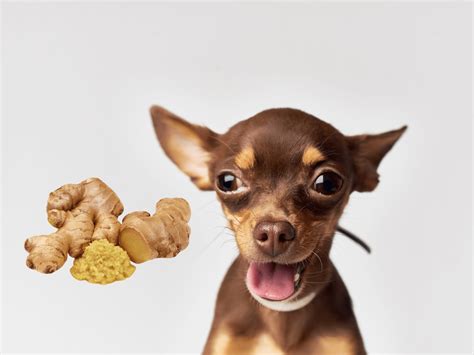 Can Dogs Eat Ginger