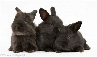 Image result for Black Baby Bunnies