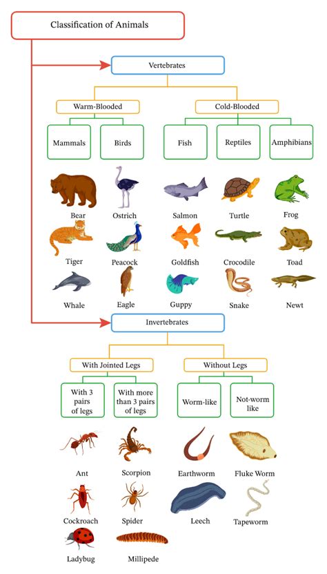 Image result for Classification Key Vertebrates KS2