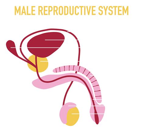 Reproductive System for Men 的图像结果