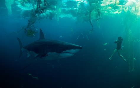 Under Paris review: sacre deep bleu sea! Killer shark in the Seine!