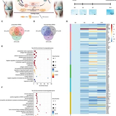 Graphical Abstract Transcriptome 的图像结果