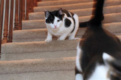 How To Keep Cats From Going Down Stairs at Crystal Molden blog
