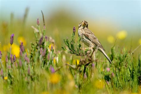 Photographing "Little Brown Jobs" - The Beauty of Less-Loved Birds