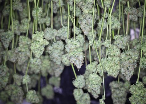 Image result for Marijuana Drying Methods