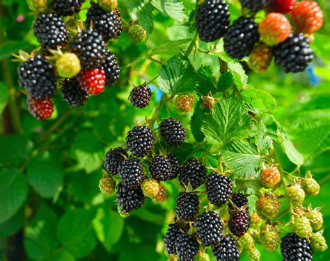 How to Grow Blackberries