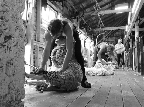 Image result for Advanced Course in Shearing Dubbo
