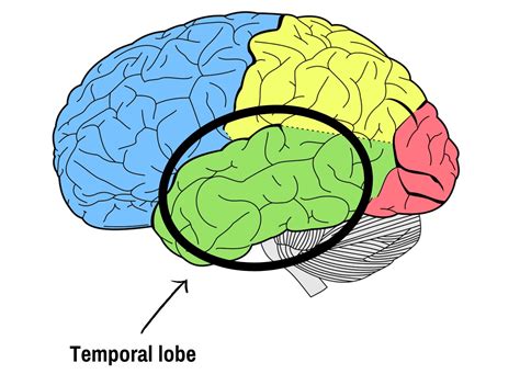 The lobes of your brain - epilepsy - neurology - Epilepsy Sparks — Epilepsy Sparks
